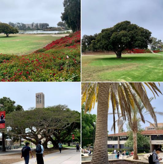 Four photos: A foggy spring day on the UCSB campus