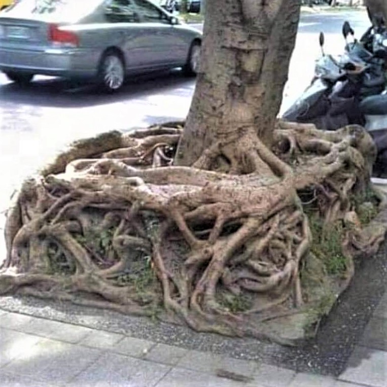 Someone was asked to find the square-root and he found it!