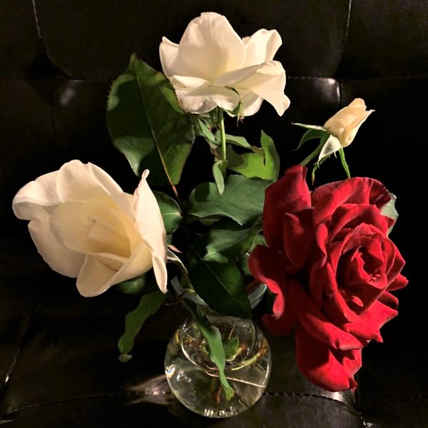 White & red roses from two of my four bushes