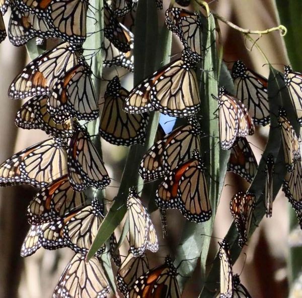 Monarch butterflies at the Ellwood Butterfly Grove in Goleta: Photo 1