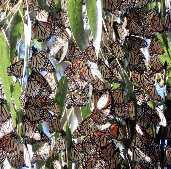 Monarch butterflies at the Ellwood Butterfly Grove in Goleta: Photo 2