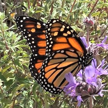 Photo of a Monarch butterfly, taken from Wikipedia