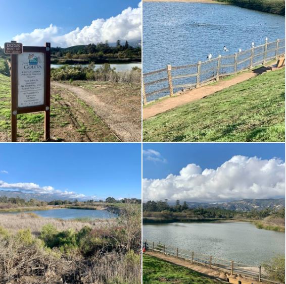 This afternoon, walking in Goleta's Lake Los Carneros Park