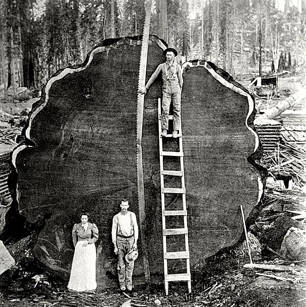 Giant sequoia nicknamed 'Mark Twain': This 1341-year-old tree was cut in 1892 by two men who spent 13 days sawing it