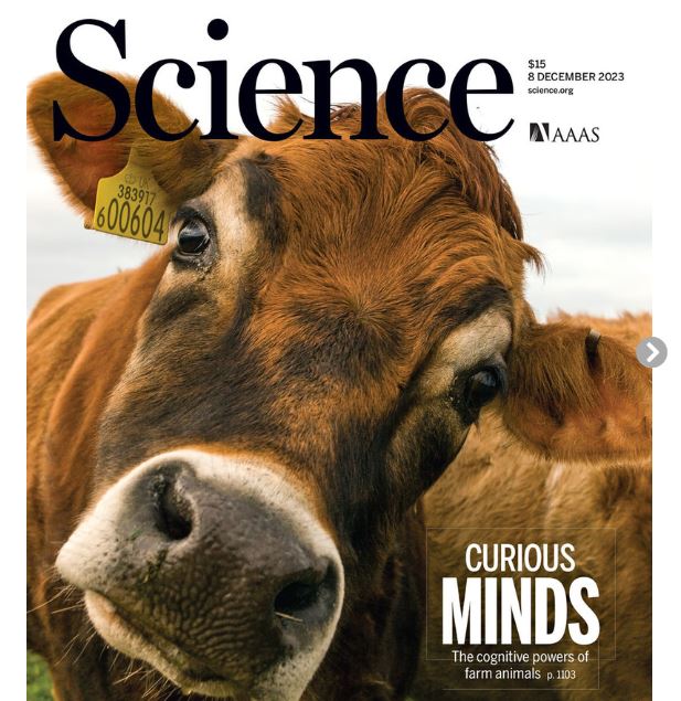 The cognitive powers of farm animals: New research is revealing surprising complexity in the minds of goats, pigs, and other livestock