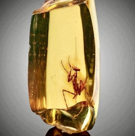 This praying Mantis preserved in amber is thought to be ~30 million years old
