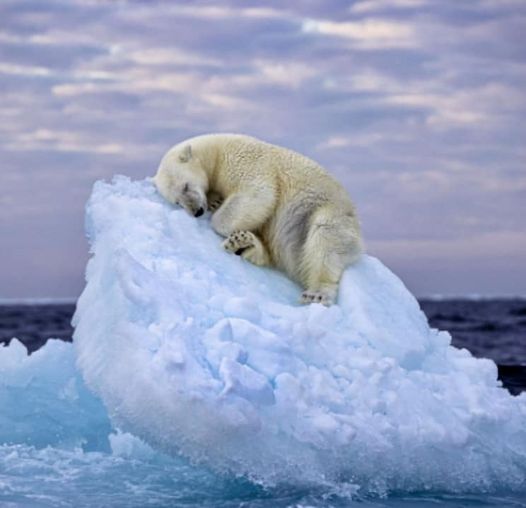 Polar bear snoozing on an iceberg: Award-winning photo
