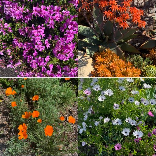 A beautiful spring day, captured in flowers along my walking path in a neighborhood adjoining Foothill Road